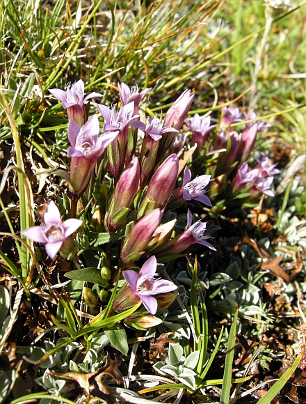 Gentianella columnae o campestris? Gentianella columnae